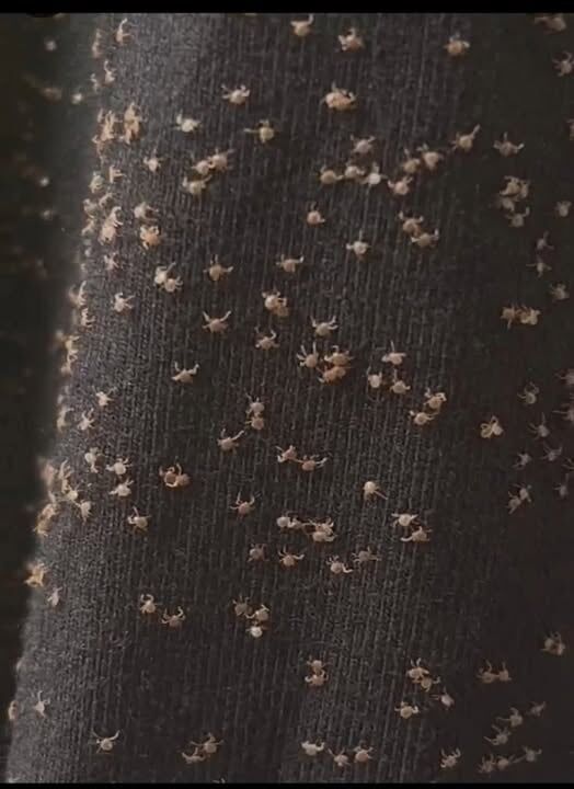 The Secret Life of Clinging Seeds: How Nature Hitsched a Ride on Your Clothes, Pets, and Everyday Walks