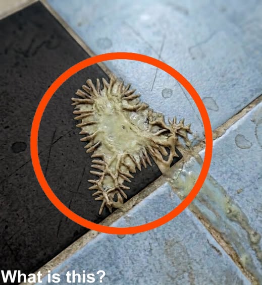The Bathroom Surprise: How a Viral “Strange Growth” Photo Sparked Concern and Revealed a Hidden Side of Everyday Homes