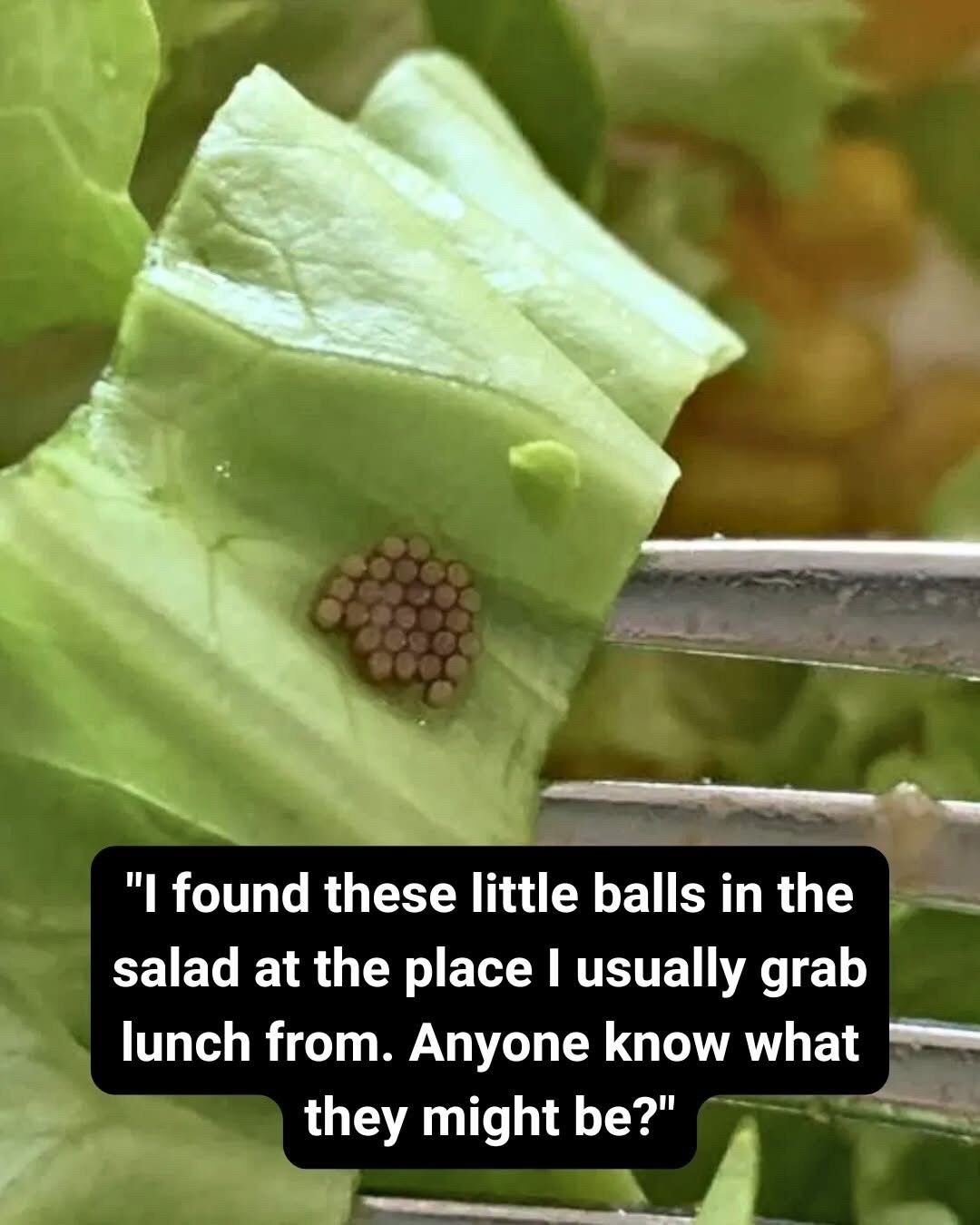 Why That “Quinoa” on Your Salad Might Not Be What You Think — A Surprising Food Safety Reality