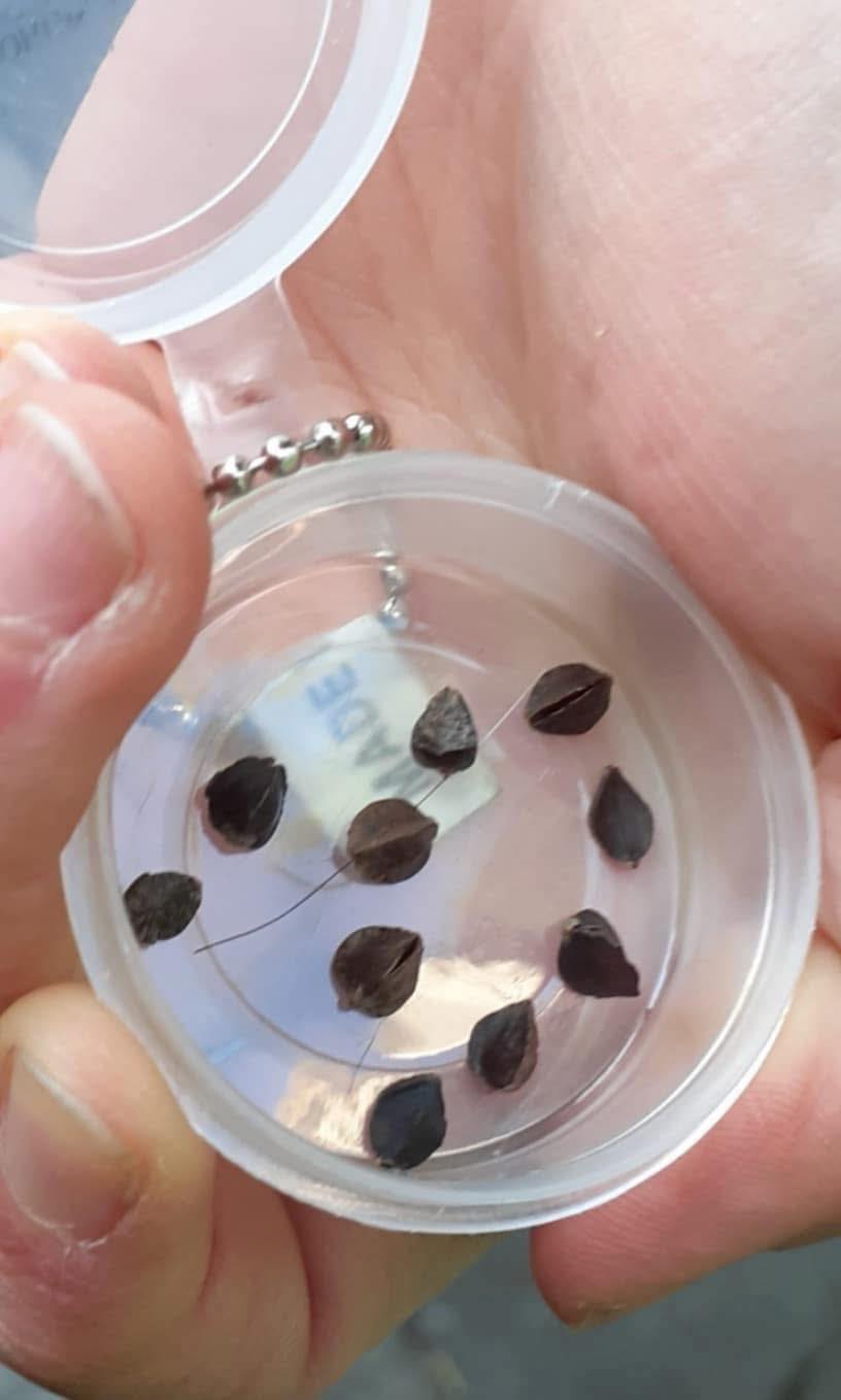 What Are Those Weird “Seeds” in Your Bed? Here’s the Real Answer