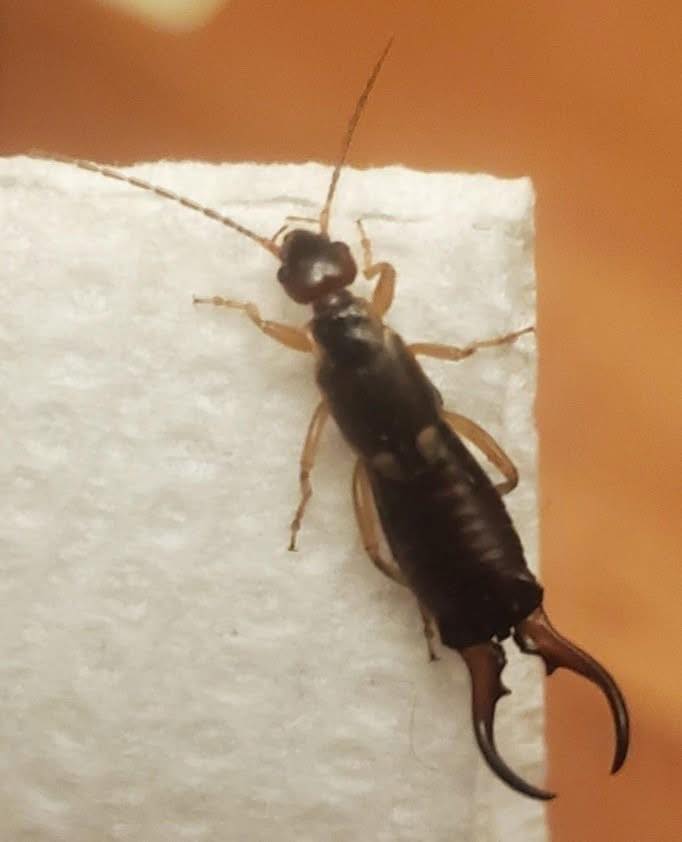 My 7-Year-Old Was Bitten by This Terrifying Backyard Pest — What We Discovered About Earwigs Changed Everything