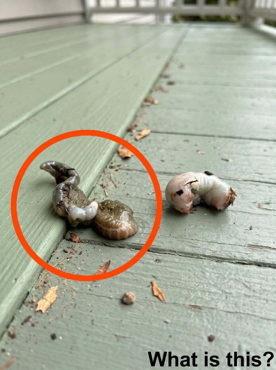 I Stepped Onto My Balcony and Saw Something Strange — The Simple Explanation Surprised Me