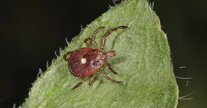Here’s Exactly What to Do If You Spot a Lone Star Tick — A Calm, Step-by-Step Guide to Removal, Monitoring, and Prevention